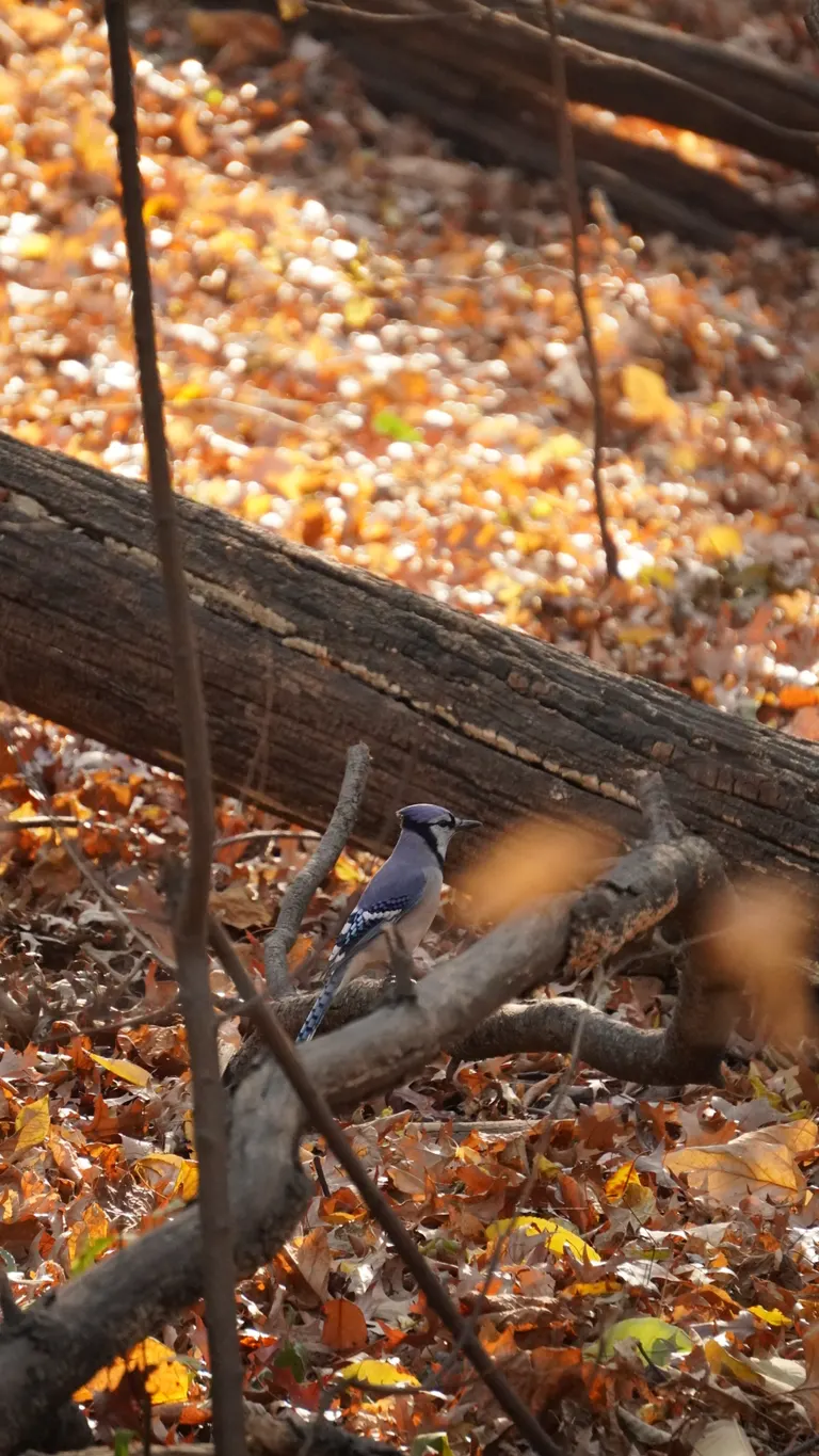 Wildlife photography by MFM Studio NYC