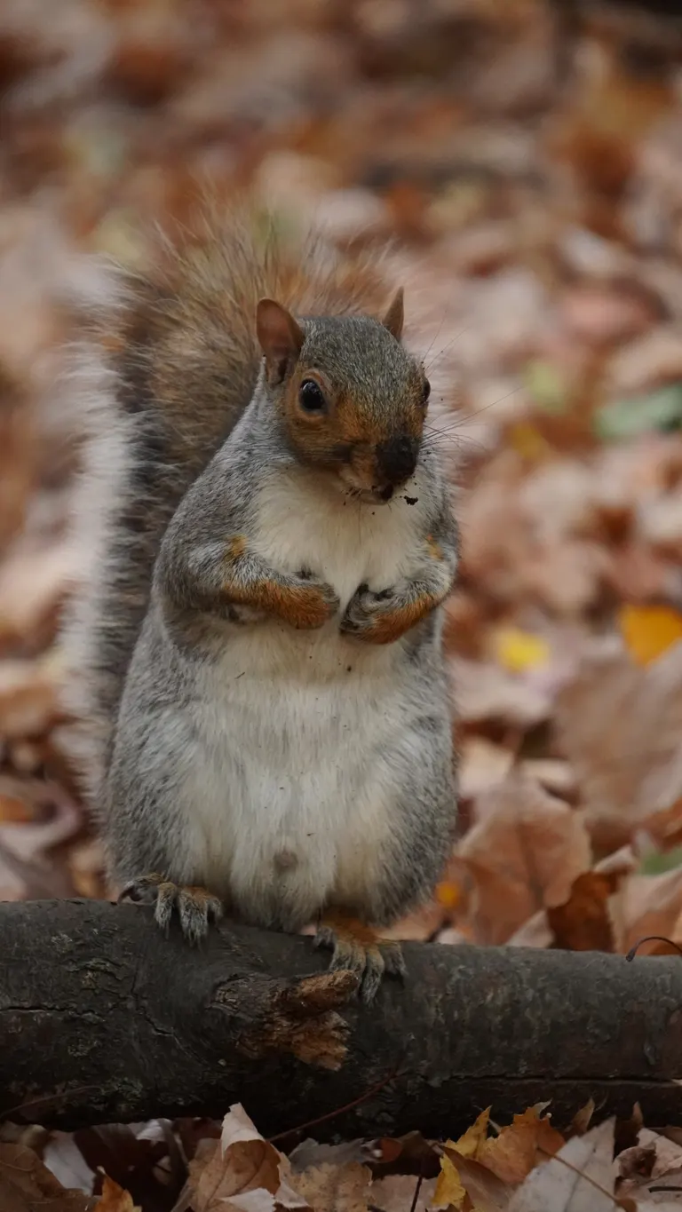 Wildlife photography by MFM Studio NYC