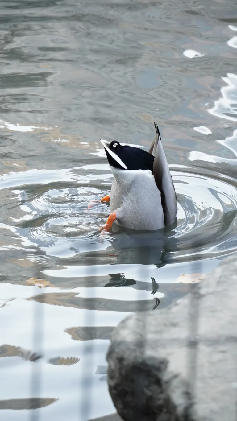 Wildlife photography by MFM Studio NYC